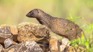 El meloncillo, contra las cuerdas: Andalucía y Extremadura declaran la guerra a este pequeño mamífero