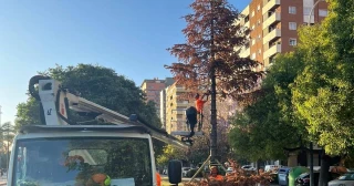 Triste final para el abeto de 10.000 euros que Vox importó desde Italia hasta València contra el criterio de los técnicos