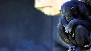 El emotivo duelo de Natalia, la chimpancé que carga desde hace 3 meses con el cuerpo de su cría muerta