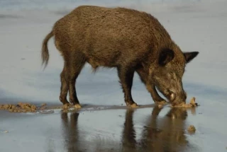 Piaras de jabalíes saltan los mallados en Doñana y devoran cientos de huevos y pollos de aves protegidas