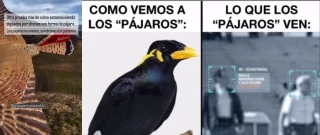 ‘Los pájaros no existen’, la satírica teoría de la conspiración