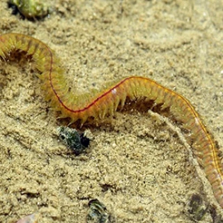 Mapean por primera vez la actividad global de la biodiversidad del fondo marino (eng)