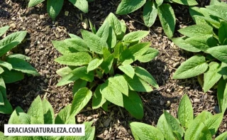 Consuelda rusa - ¿Qué es, Para qué sirve y dónde comprar?