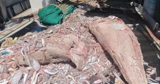Una barca de arrastre pesca 1.000 kilos de atún podrido