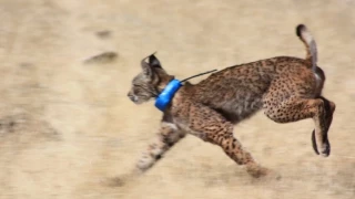 Aparece muerto a perdigones otro lince ibérico en Lorca (Murcia)