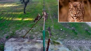 Un lince ibérico salta fácilmente una valla de más de dos metros de altura para ir a cazar patos
