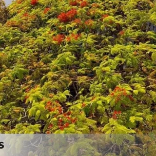 Un vecino de Santa Cruz de Tenerife, dispuesto a encadenarse a un árbol de 50 años para que no lo talen este jueves