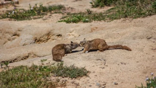 El comportamiento homosexual entre animales es más frecuente de lo que piensas, pero no se reporta lo suficiente