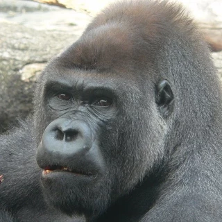 Se resuelve el enigma del tamaño del cerebro y la singularidad humana