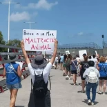 Lanzar toros al mar, una brutal práctica que los animalistas valencianos exigen suprimir