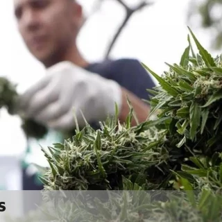 Barcelona ordena cerrar decenas de clubes de cannabis y pretende clausurarlos todos