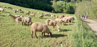Salvar la ganadería extensiva es posible