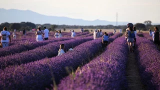 El éxito de la fiesta de la lavanda en Brihuega (Guadalajara): las fotos del impresionante mar púrpura