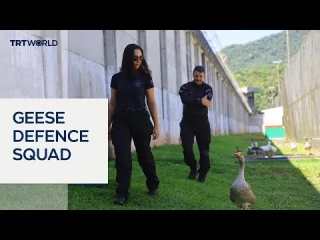 Una cárcel brasileña utiliza gansos para impedir las fugas [EN]