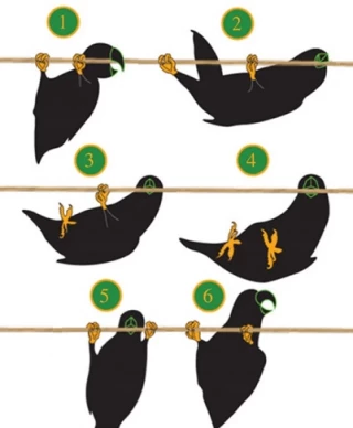 La ramfiación (locomoción con el pico) de los agapornis