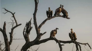 La casi extinción de buitres en India pudo haber provocado la muerte de medio millón de personas en solo 5 años