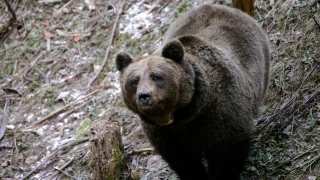 Abatida la osa más anciana de Trento, tras atacar a un turista en los Alpes