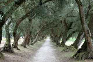 Galicia fue una destacada tierra de olivares hace siglos. Por qué eso cambió aún es motivo de debate entre los expertos