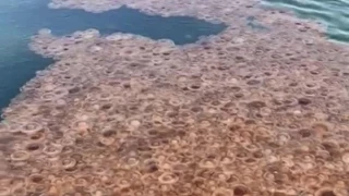 Aluvión de medusas en una playa del Mar Menor: bañistas huyen