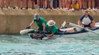 Muere un toro en los bous a la mar de Xàbia, Alicante