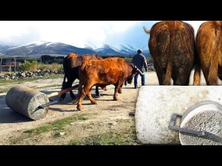 Apisonadora de piedra de 1500Kg tirada por bueyes para allanar terrenos y caminos como antiguamente (Monesma)