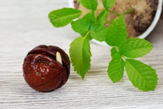 Cómo germinar una nuez