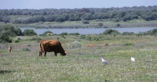 La Audiencia de Sevilla libra de la cárcel a una familia de grandes terratenientes condenados por expoliar agua a Doñana