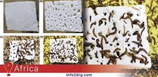 Científicos descubren en África gusanos que comen plástico