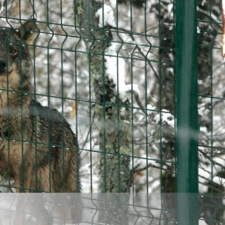 El censo desmiente a la Junta: en 12 años las manadas de lobo de las provincias donde se dejó de cazar sólo crecieron el 3%