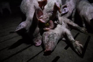 Canibalismo, heridas abiertas y deformaciones: la agonía que sufren los cerdos en dos granjas de Huesca y Soria