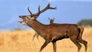 La berrea del ciervo es el documental de naturaleza más fascinante del año