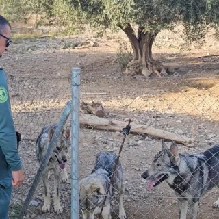 Pillan a un vecino de Lorca con cuatro lobos ibéricos como mascotas