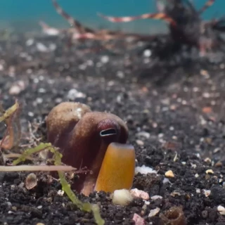 Captan a un pulpo disparando piedras contra varios peces