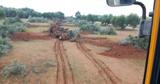 Comienzan a arrancar los olivos en los terrenos de Jaén para las megaplantas solares