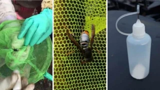 Hasta un 72% menos de nidos: así funciona la técnica que usa «troyanos» contra la velutina