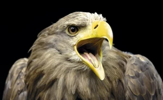 El rey ha vuelto: el águila más grande e imponente surca de nuevo nuestros cielos