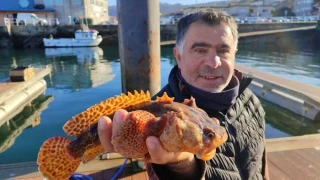 Un barco de Bueu pesca un sapo lusitano, una especie de aguas cálidas