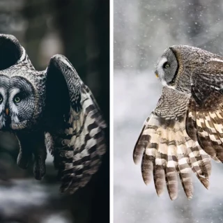 Búhos en los nevados bosques de Finlandia. Fotografía de Johannes Immonen