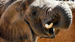 Muere Yoyo, la elefanta más longeva del mundo, en el Zoo de Barcelona