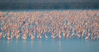 La importancia de conservar Doñana: “No hay otro humedal en Europa capaz de alimentar a tantas aves acuáticas durante 6 meses al año”