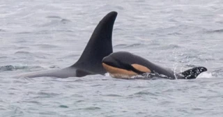Orca que llevó a su cría muerta durante semanas en 2018 lo hace de nuevo