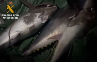 Cuatro de los furtivos del atún rojo de Málaga son policías nacionales