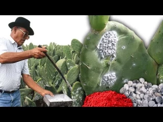 Carmín de cochinilla. Así se obtiene el colorante natural rojo más valioso del mundo: el "oro rojo"