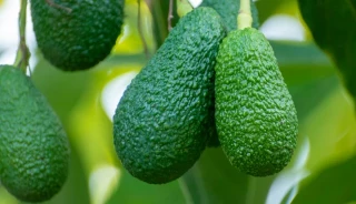 La huella hídrica del aguacate