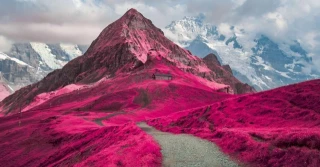 La vida bajo otra luz, ganadores del concurso de fotografía infrarroja 2024 (14 fotos) [ENG]