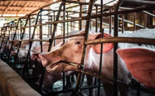 En un año las poblaciones sin agua potable por contaminación de nitratos aumentaron de 171 a 257