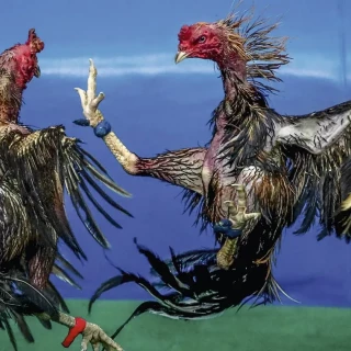 Las peleas de gallos siguen siendo legales en España: "No les obligamos a luchar porque es imposible, lo llevan en los genes y les gusta"