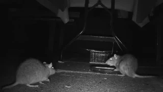 Luchan contra una plaga de "ratas drogadictas" que se come los alijos que la Policía custodia en un almacén