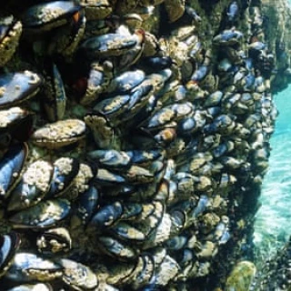 Los pescadores de Galicia denuncian un colapso "catastrófico" de las poblaciones de marisco (Eng)