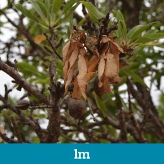Xylella fastidiosa: la bacteria que deseca Alicante y Baleares y que ahora amenaza a Extremadura
